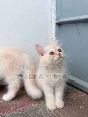 1-3 Months Male Purebred Persian