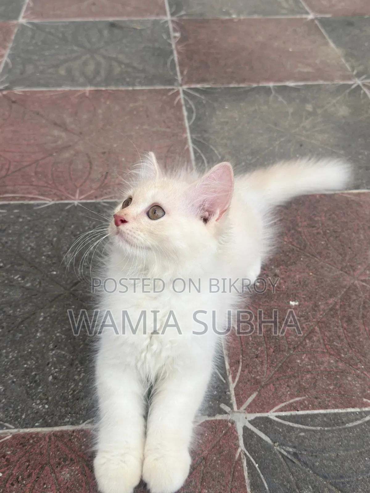 1-3 Months Male Purebred Persian