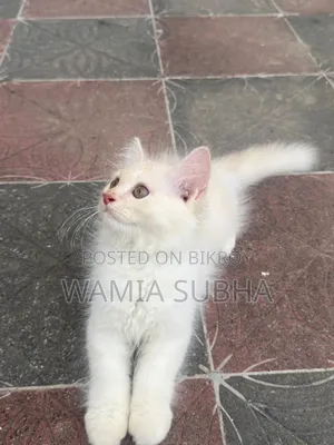 1-3 Months Male Purebred Persian