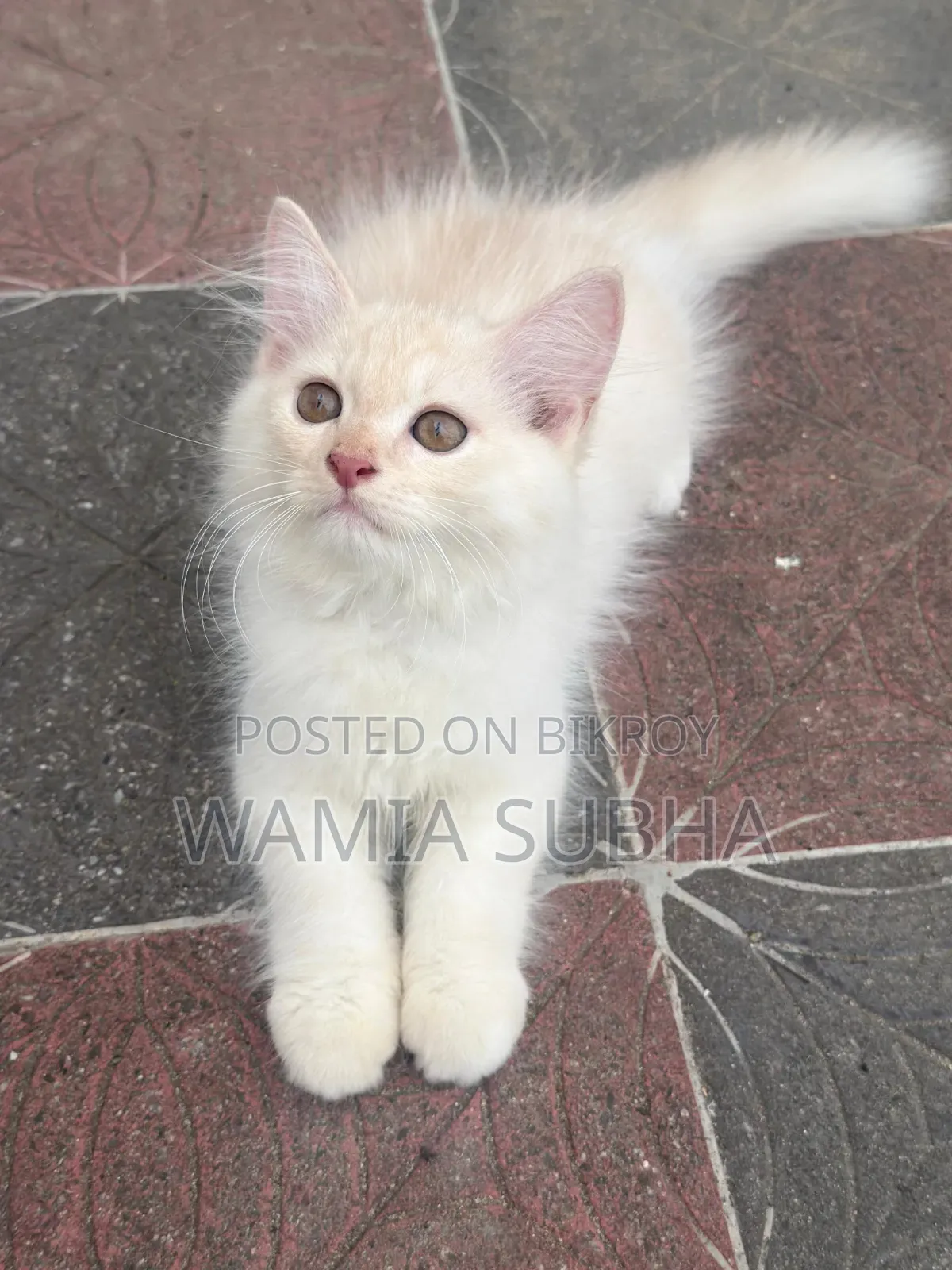 1-3 Months Male Purebred Persian