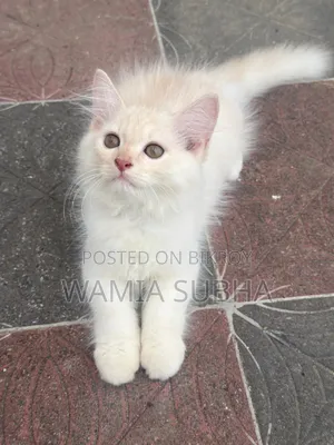 1-3 Months Male Purebred Persian
