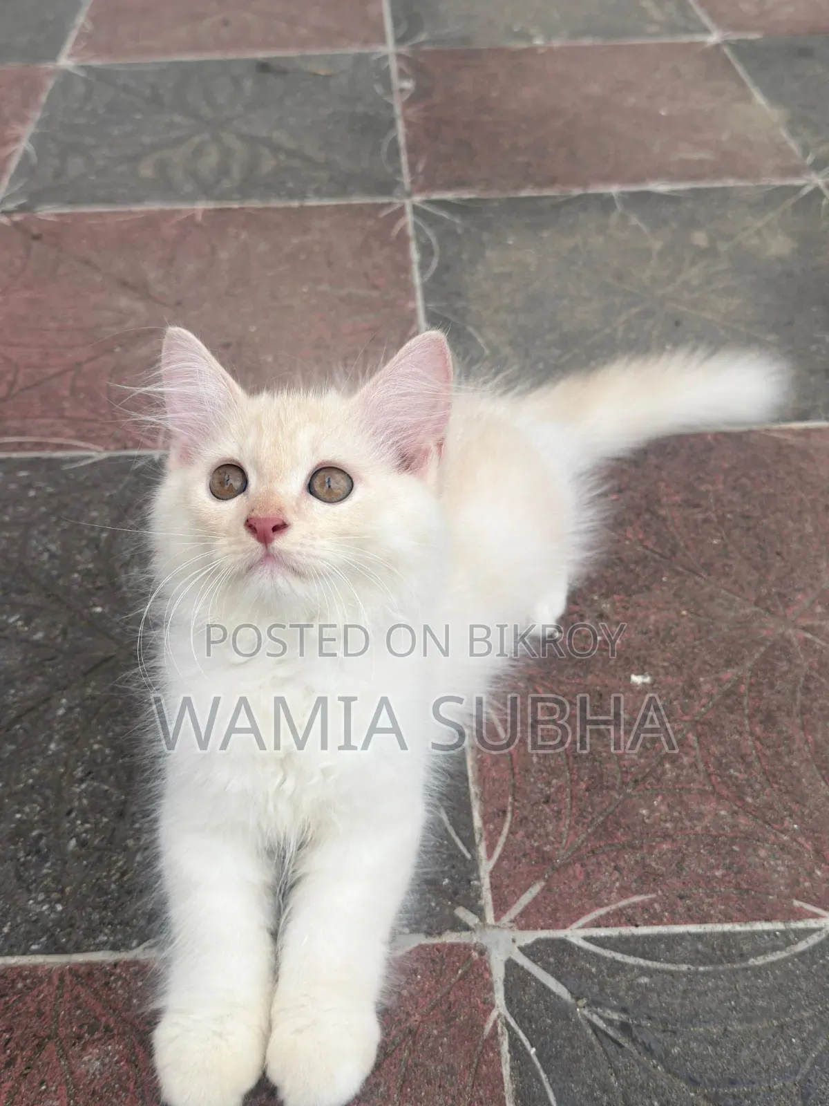 1-3 Months Male Purebred Persian