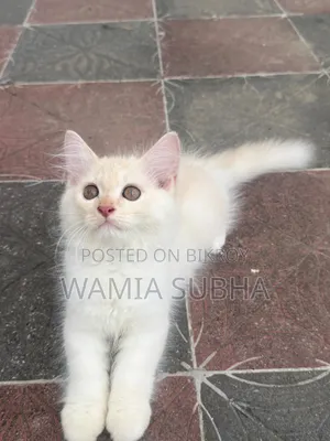 1-3 Months Male Purebred Persian