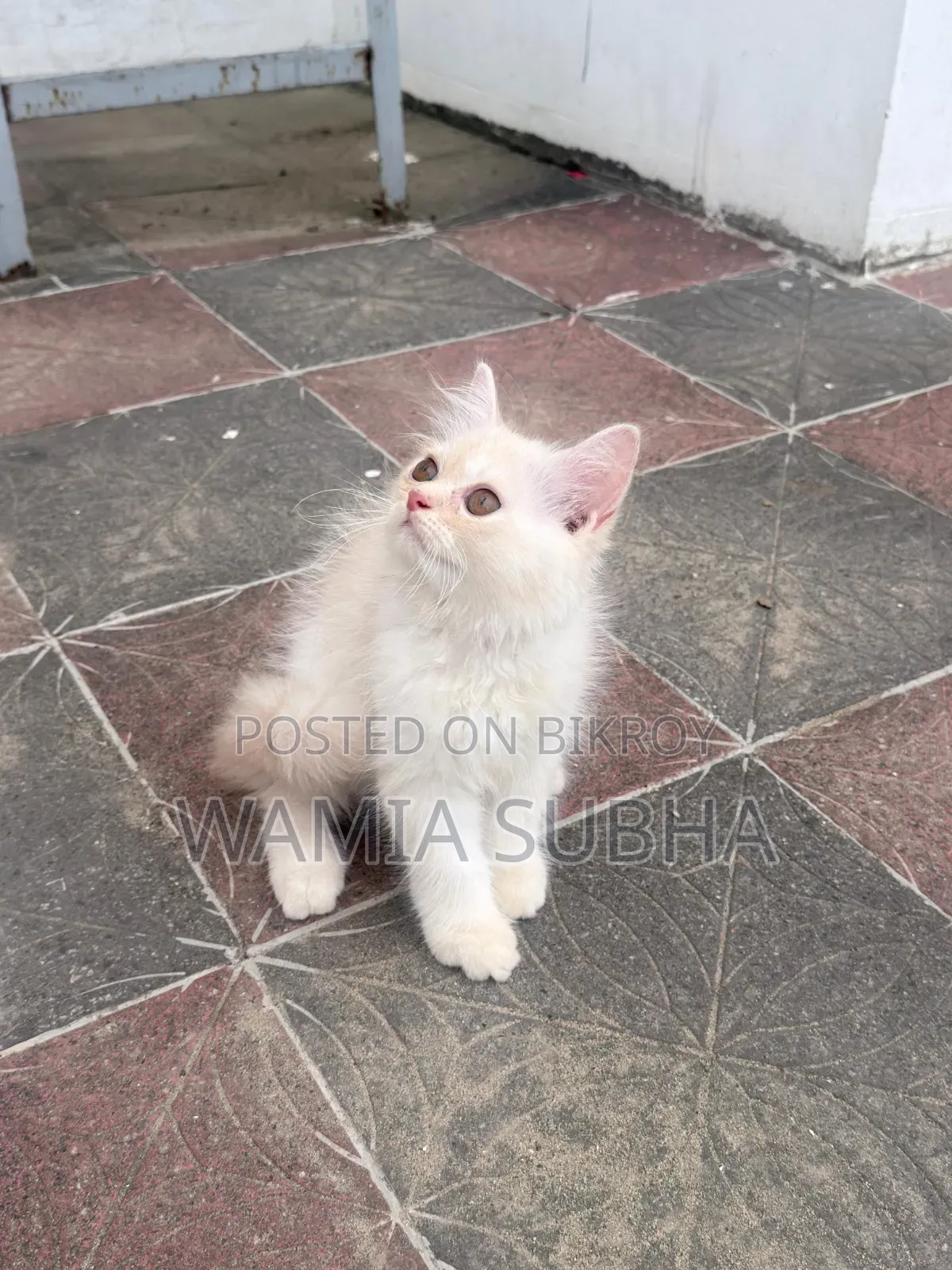 1-3 Months Male Purebred Persian