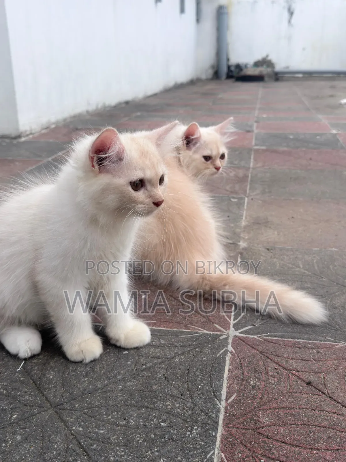 1-3 Months Male Purebred Persian
