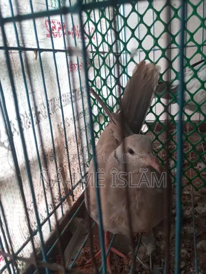 Dove chick