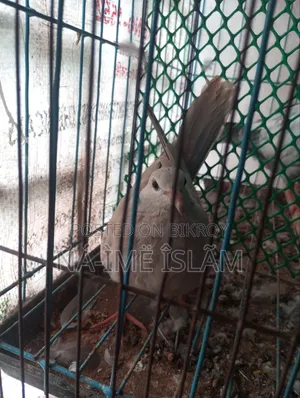 Dove chick