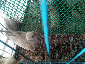 Dove chick