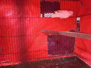 Dec Ino Female (Age - 1.5 years)