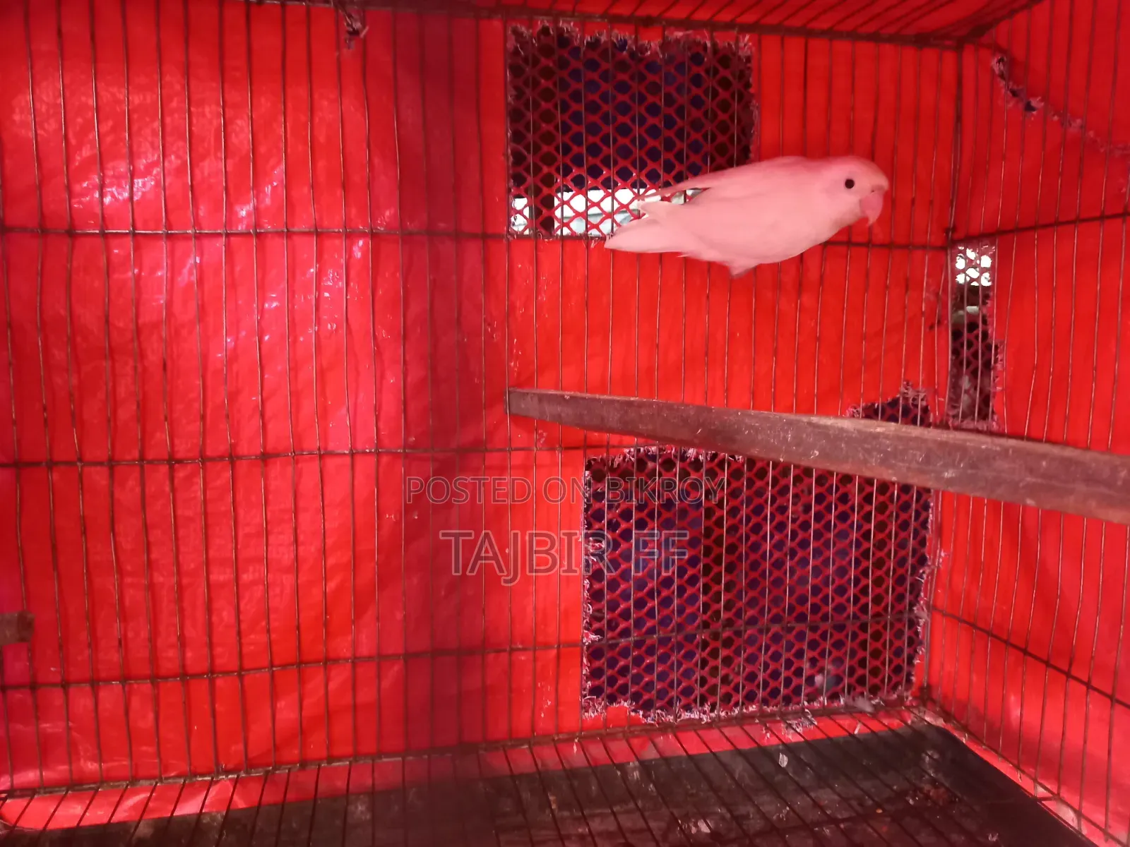 Dec Ino Female (Age - 1.5 years)