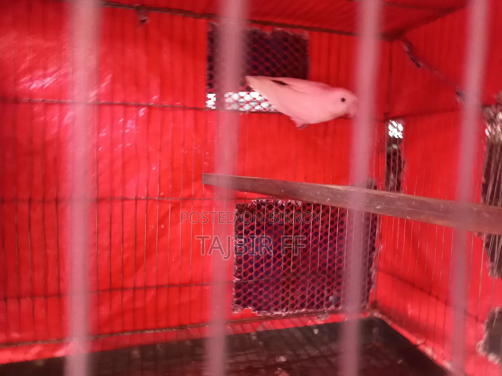 Dec Ino Female (Age - 1.5 years)