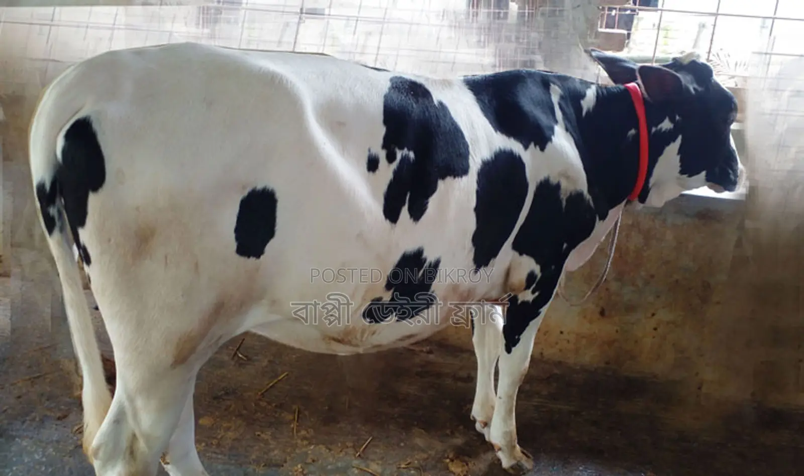 Heifer No. 1327 for sale.