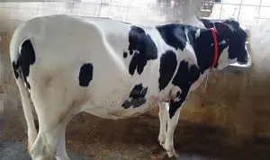 Heifer No. 1327 for sale.