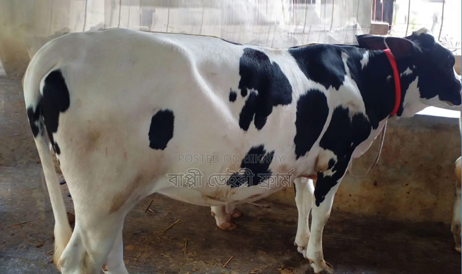 Heifer No. 1327 for sale.