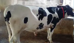 Heifer No. 1327 for sale.
