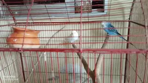 Adult Bajrigar Pair