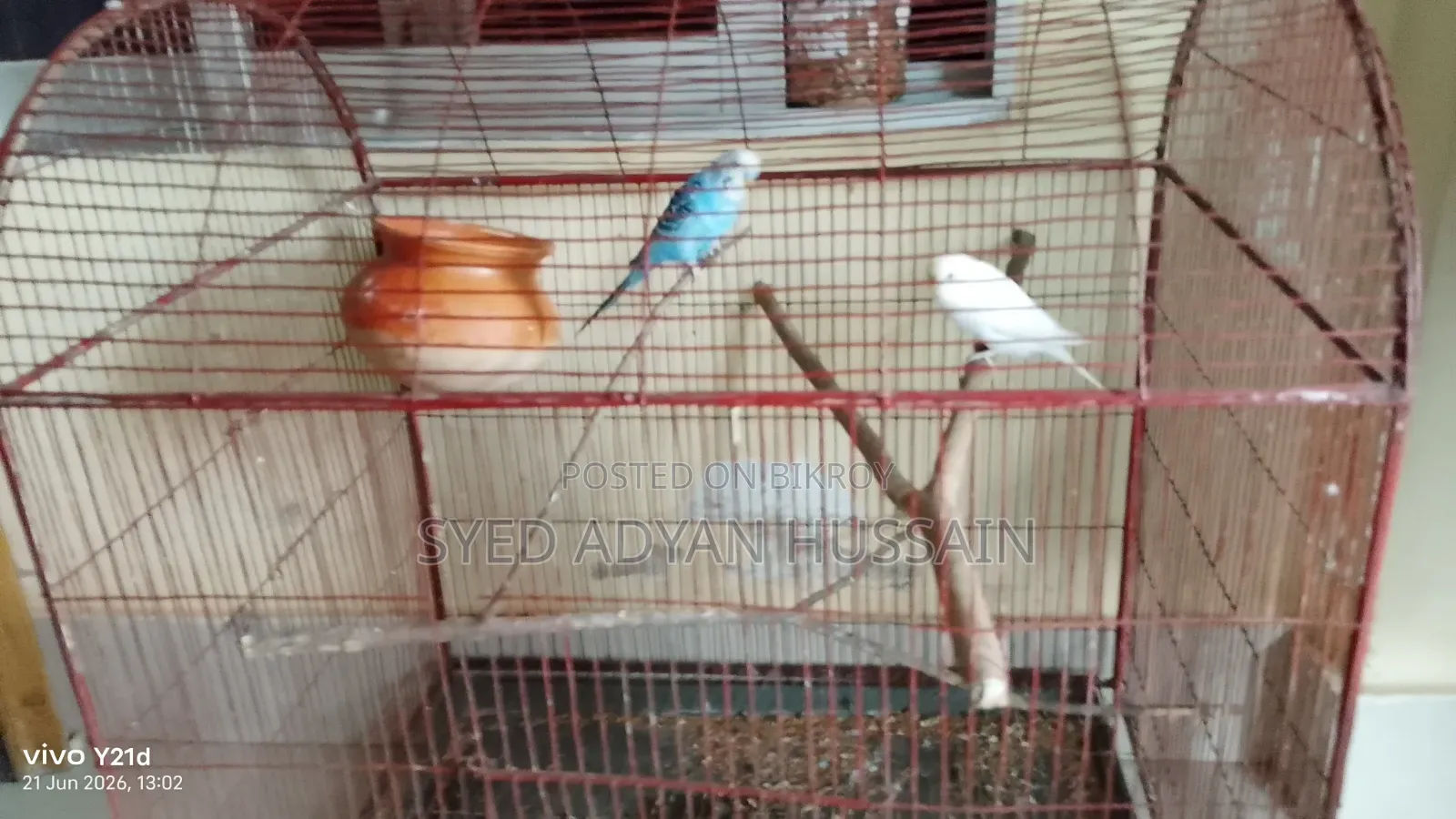 Adult Bajrigar Pair