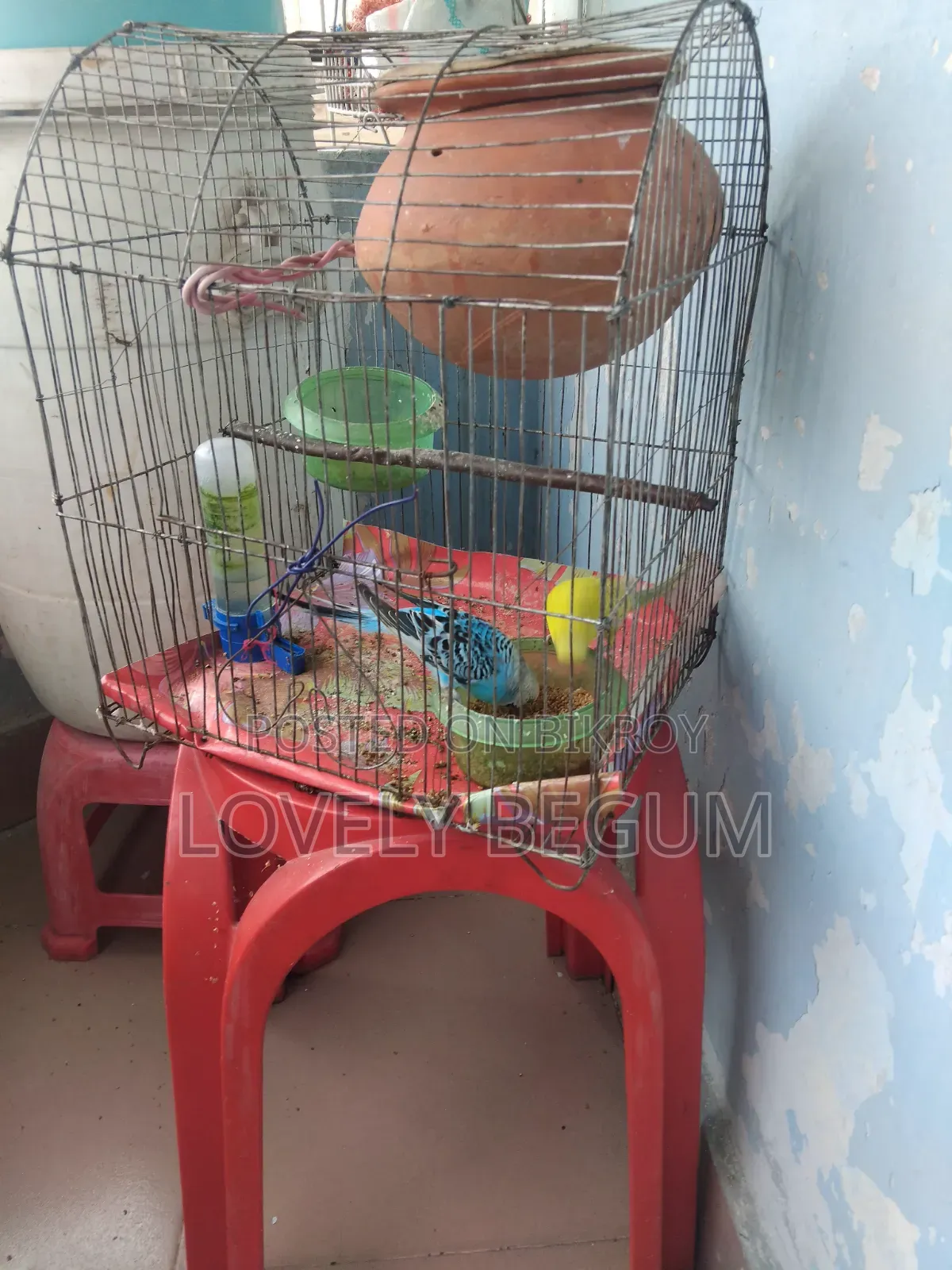 বাজিগর পাখি