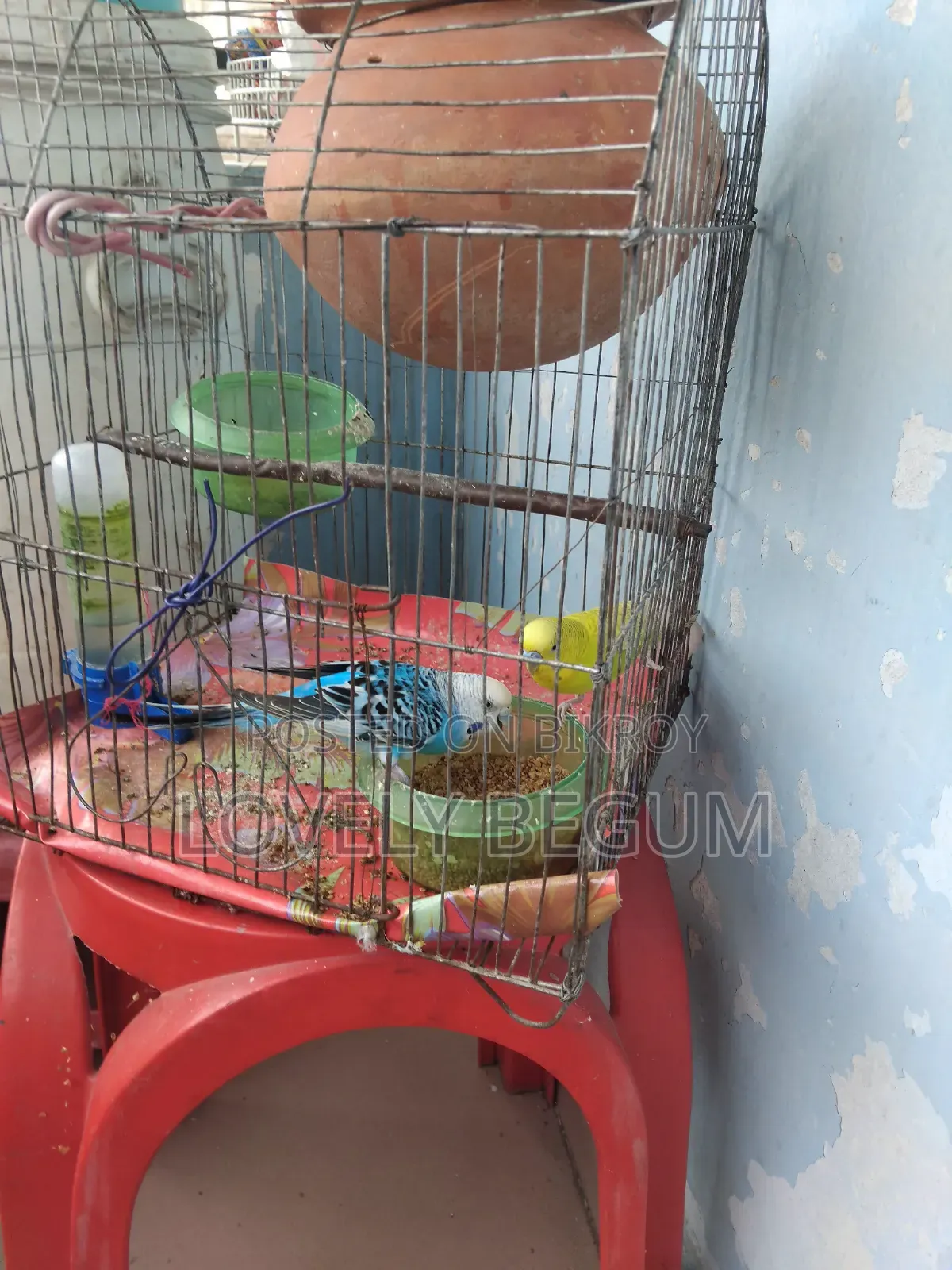 বাজিগর পাখি