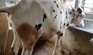 Improved breed heifer number 1328.