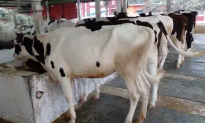 No. 1329 6 improved breed heifers.