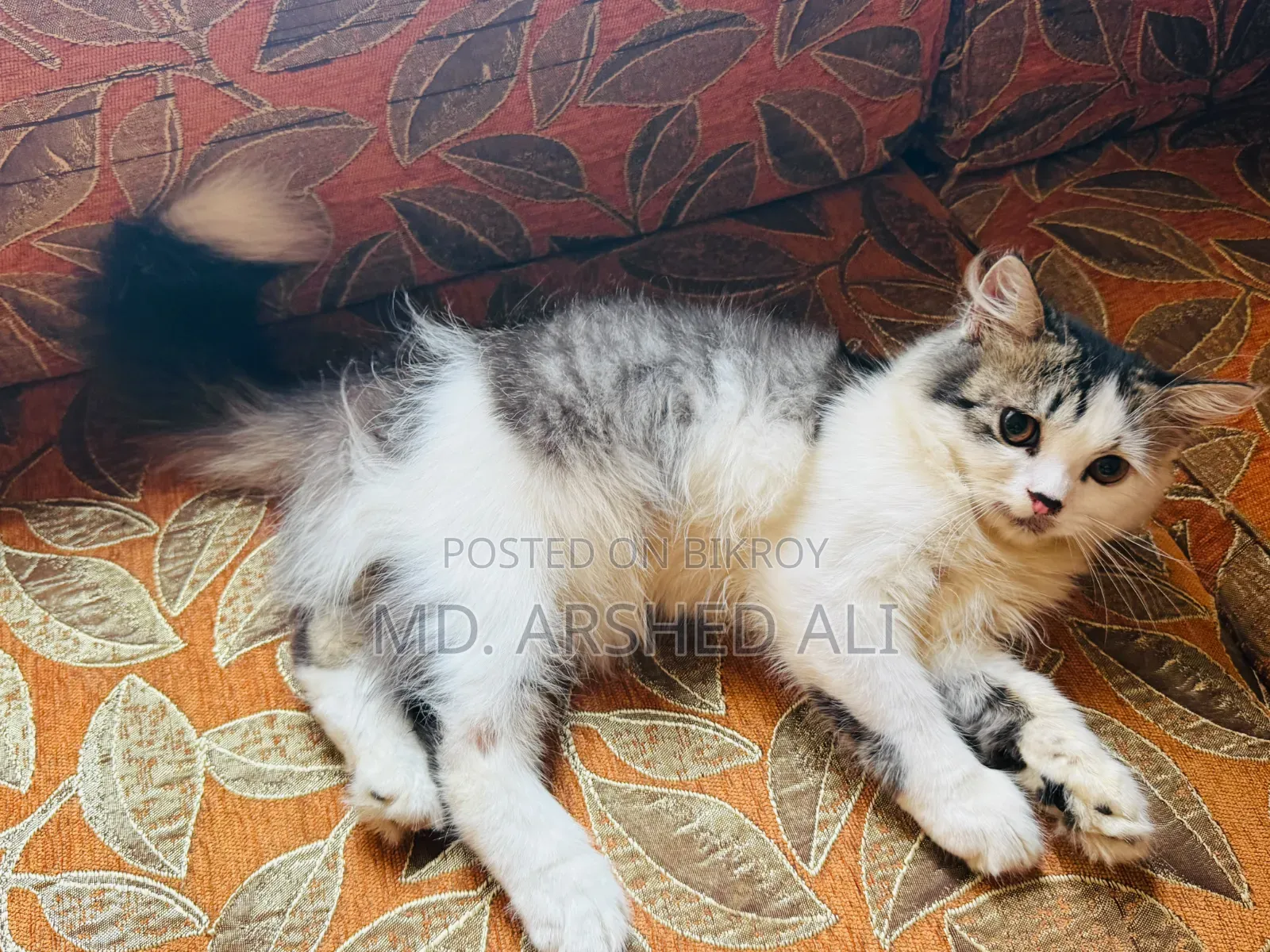 1-3 Months Male Purebred Persian