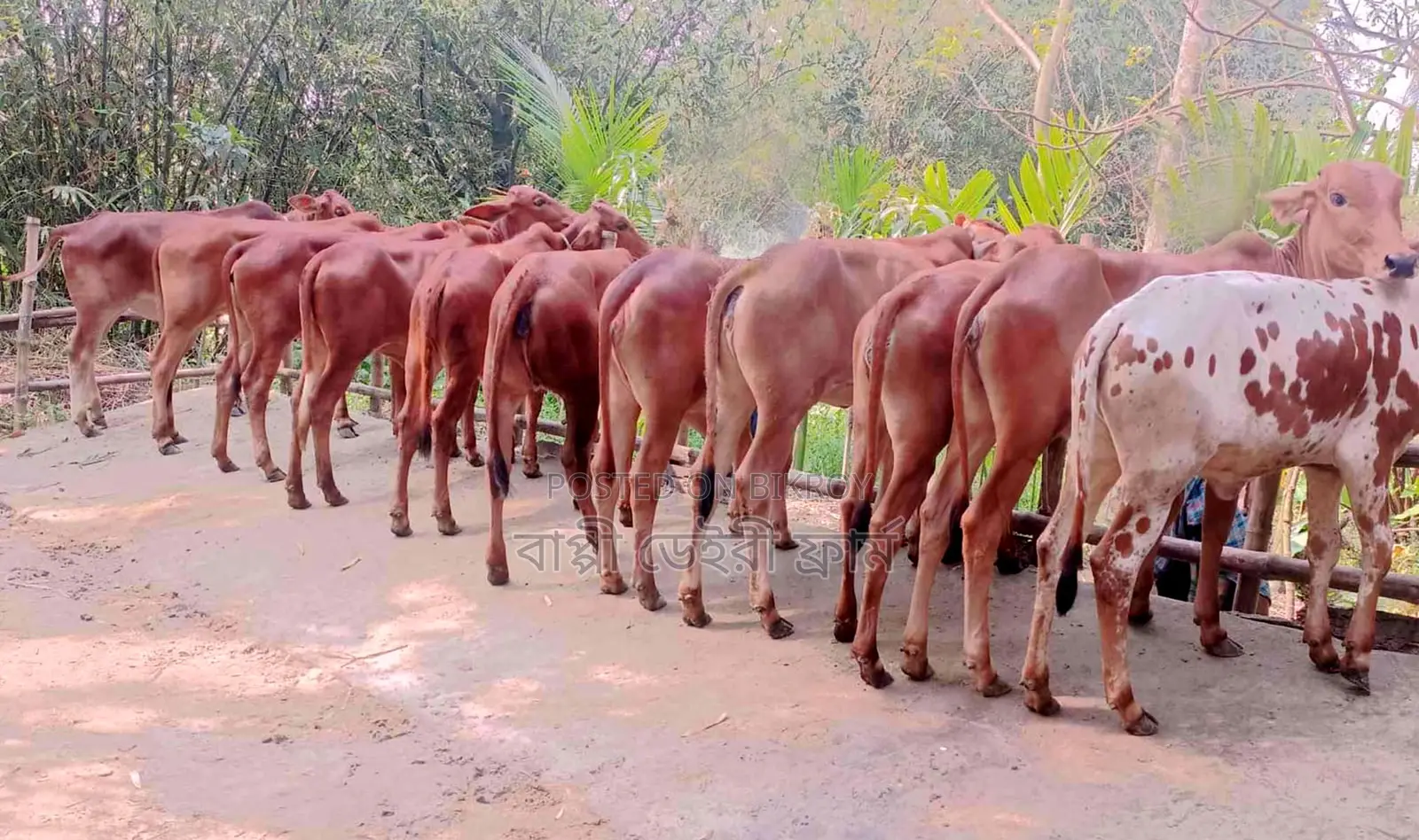 11 high-quality heifers of number 1330 for sale.