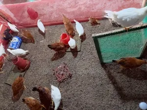 মুরগী বিক্রি করা হবে।