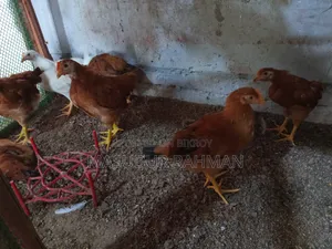 মুরগী বিক্রি করা হবে।