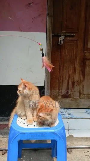 3-6 Months Female Purebred Persian