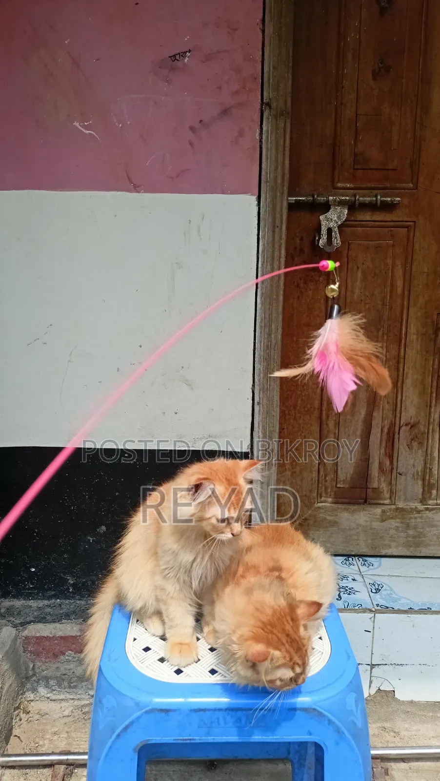 3-6 Months Female Purebred Persian