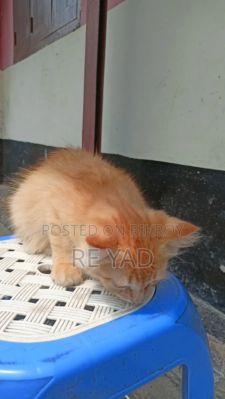 3-6 Months Female Purebred Persian