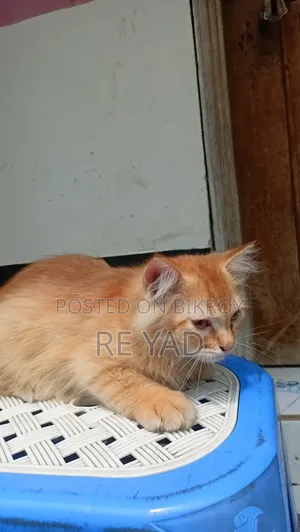 3-6 Months Female Purebred Persian