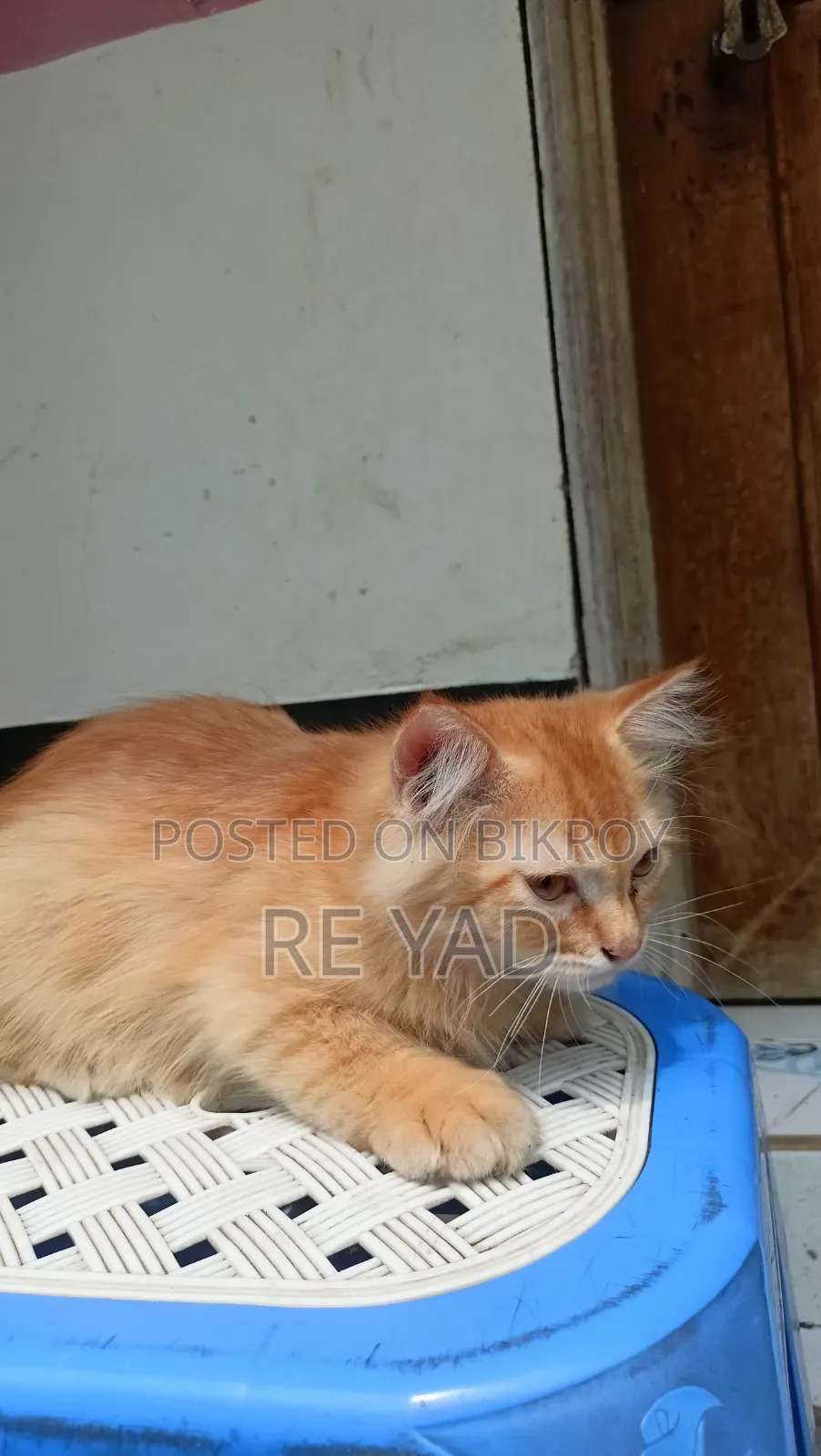 3-6 Months Female Purebred Persian