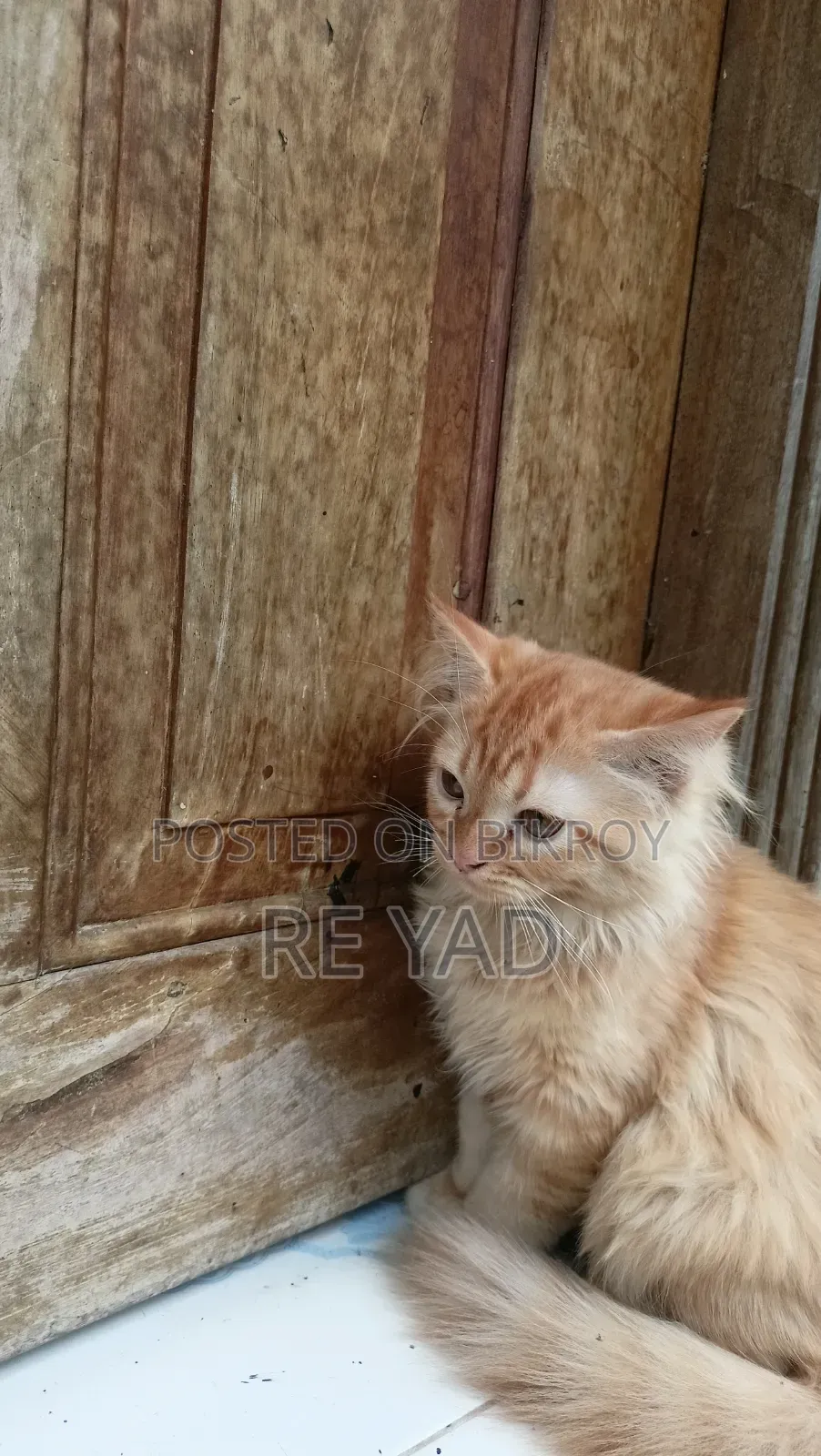 3-6 Months Female Purebred Persian