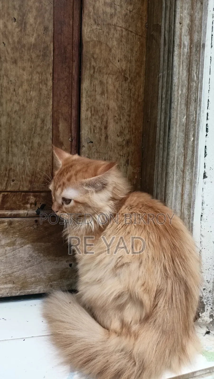 3-6 Months Female Purebred Persian