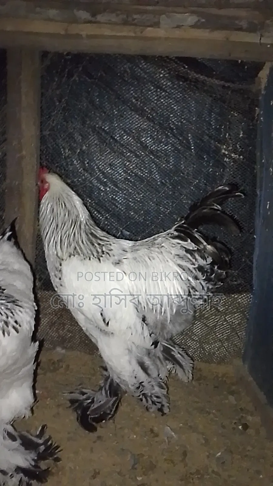 One pair of Brahma chickens for sale.