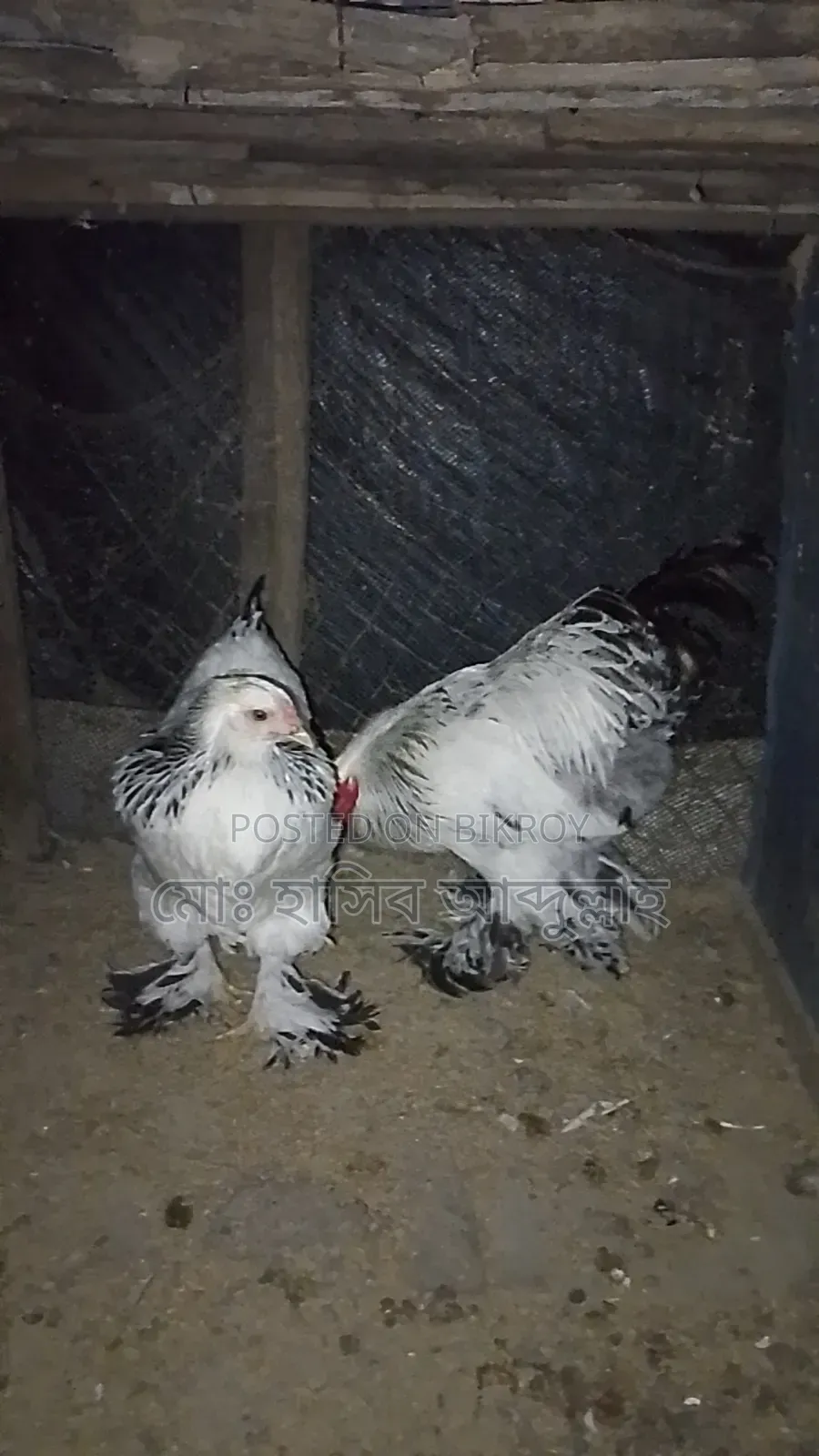 One pair of Brahma chickens for sale.