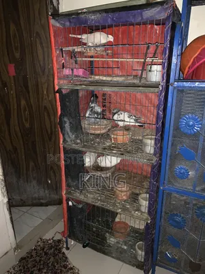 Running pigeons for sale with cage