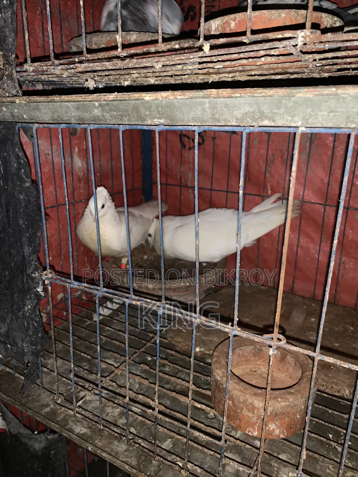 Running pigeons for sale with cage