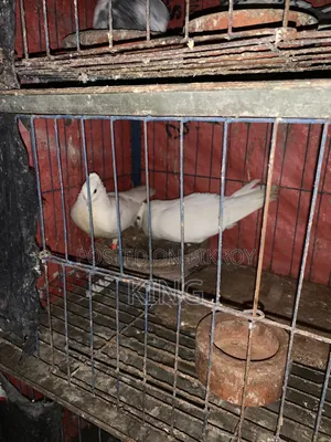 Running pigeons for sale with cage
