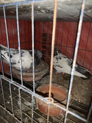 Running pigeons for sale with cage