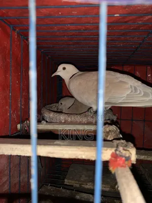 Running pigeons for sale with cage