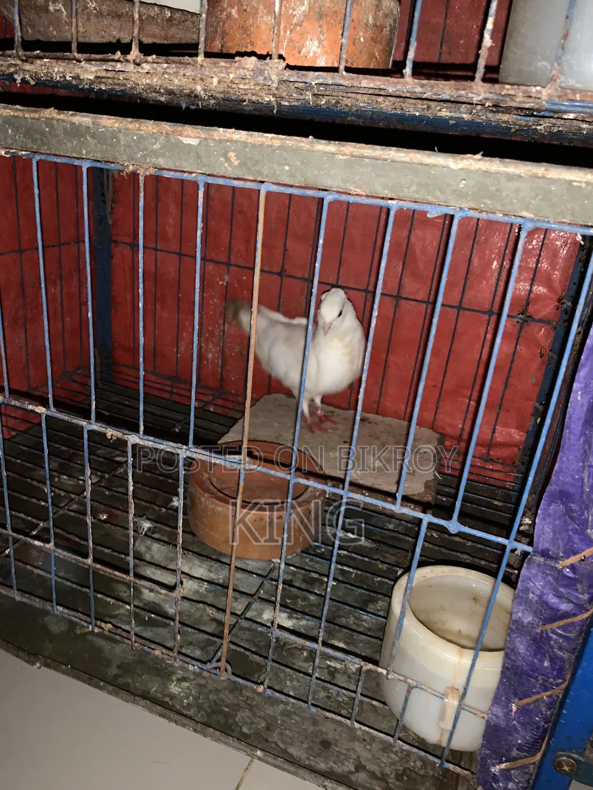 Running pigeons for sale with cage