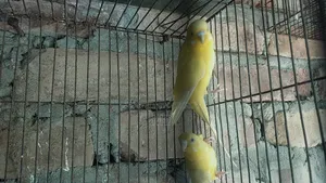 A pair of birds for sale