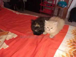 1-3 Months Male Purebred Persian
