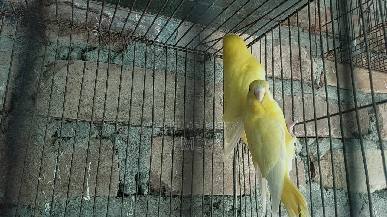 A pair of birds for sale