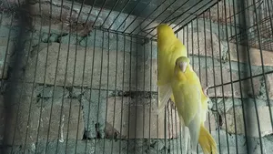 A pair of birds for sale