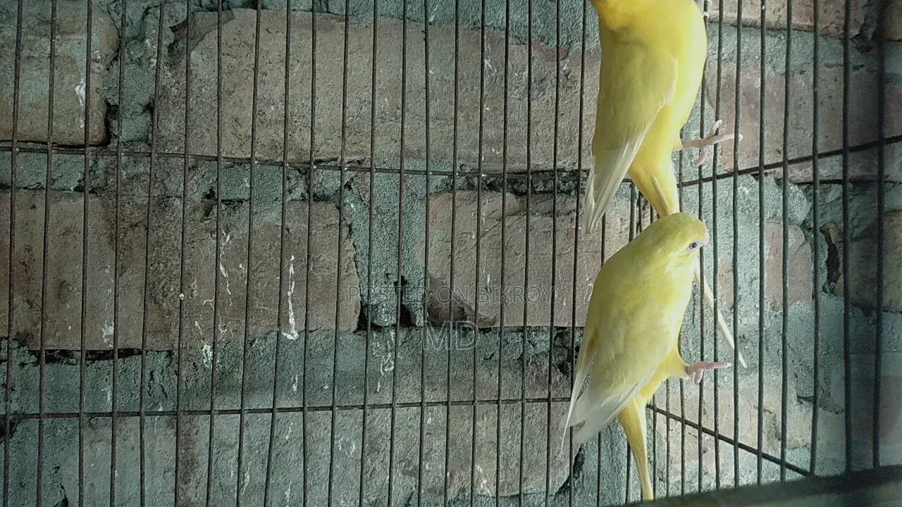 A pair of birds for sale