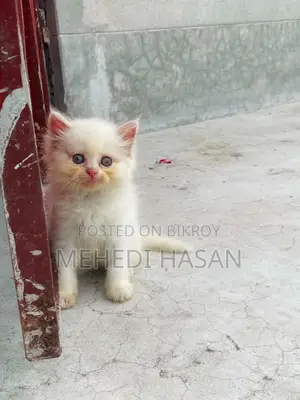 1-3 Months Female Purebred Persian